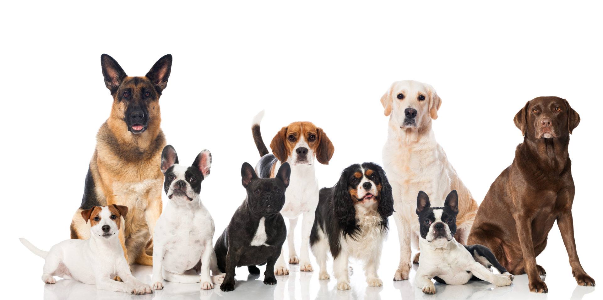 2° Pantianicco Dog Show